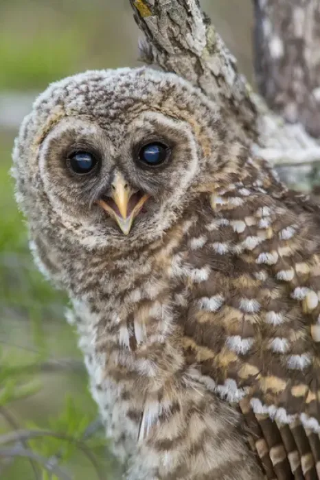 Framed Print : Fledgling barred owl (Strix varia) in Everglades National Park, Florida, USA Framed Print : Fledgling barred owl (Strix varia) in Everglades National Park, Florida, USA