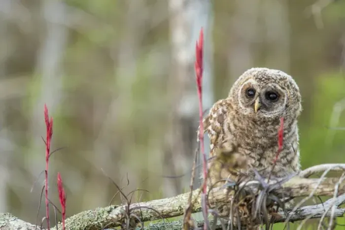 Framed Print : Fledgling barred owl (Strix varia) in Everglades National Park, Florida, USA Framed Print : Fledgling barred owl (Strix varia) in Everglades National Park, Florida, USA