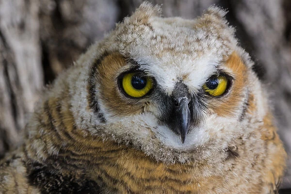 Fledgling great horned owl poratrait in Cottonwood, South Dakota, USA