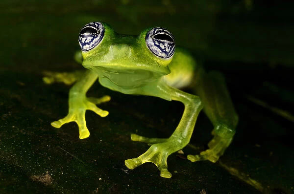 Fleischmanns Glass Frog (Hyalinobatrachium fleischmanni), Costa Rica