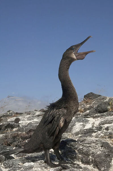 Flightless Cormorant (Phalacrocorax harrisi). Fernandina Island. Western Isles