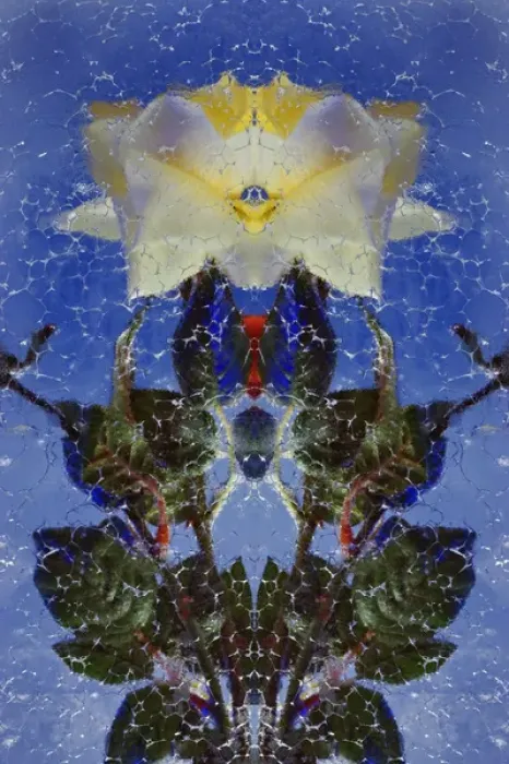 Framed Print : Flipped and mirroed version fo red and yellow roses frozen in block of ice, Glacier Palace Framed Print : Flipped and mirroed version fo red and yellow roses frozen in block of ice, Glacier Palace