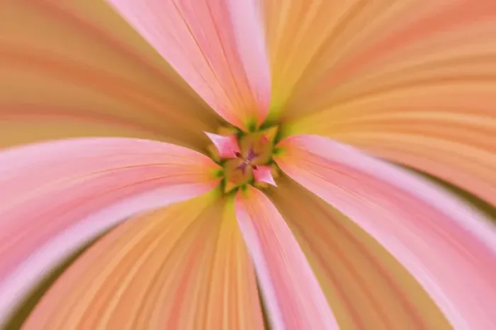 Framed Print : Flipped and mirrored Close-up of Dahlia flower, Dahlia spp. Rockport, Maine Framed Print : Flipped and mirrored Close-up of Dahlia flower, Dahlia spp. Rockport, Maine