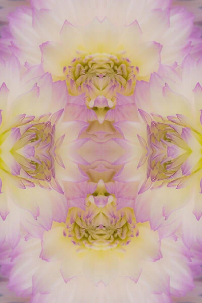Flipped pattern, Dahlia Flowers, Birmingham, AL