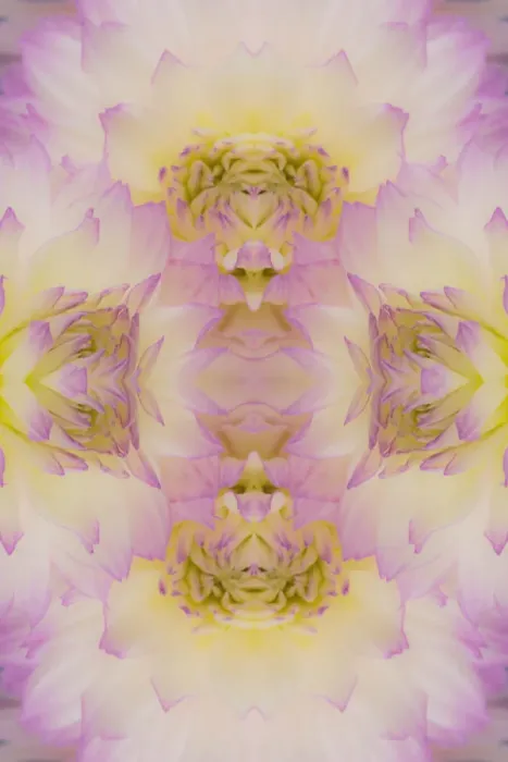 Framed Print : Flipped pattern, Dahlia Flowers, Birmingham, AL Framed Print : Flipped pattern, Dahlia Flowers, Birmingham, AL