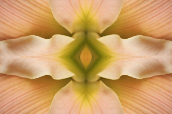 Flipped pattern, Hybrid Daylily, Hemerocallis spp