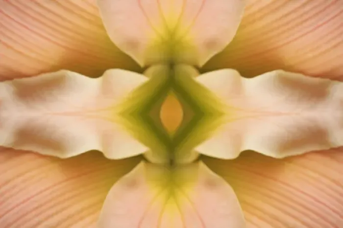 Framed Print : Flipped pattern, Hybrid Daylily, Hemerocallis spp
