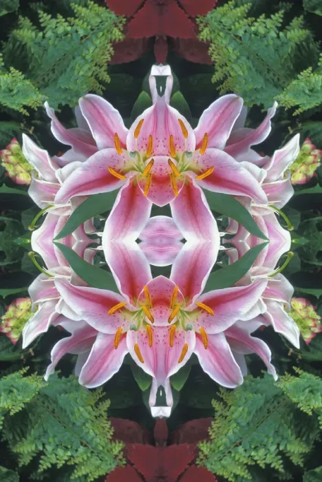 Framed Print : Flipped and reflected Stargazer Lilies, Cincinnati, Ohio