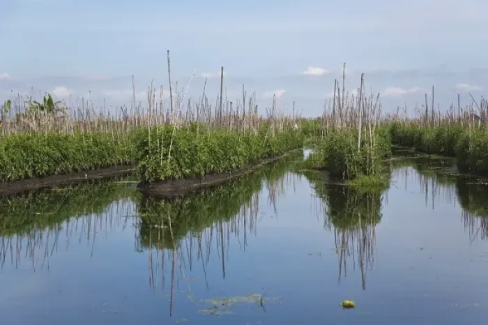 Framed Print : Floating farm on Inle Lake, Myanmar