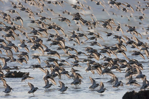 Flock of dunlins alighting during migration