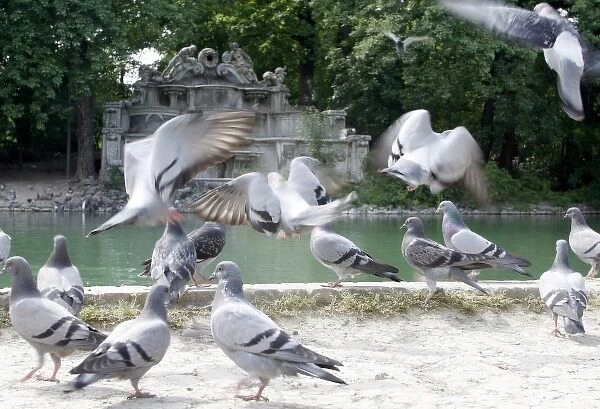Flock of pigeon at the local Parco Ducale, public park