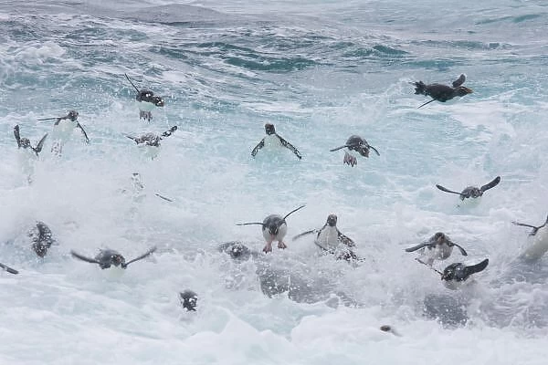 A flock of Rockhopper penguins launch out of the surf together as they arrive at