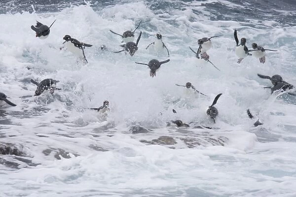 A flock of Rockhopper penguins launch out of the surf together as they arrive at