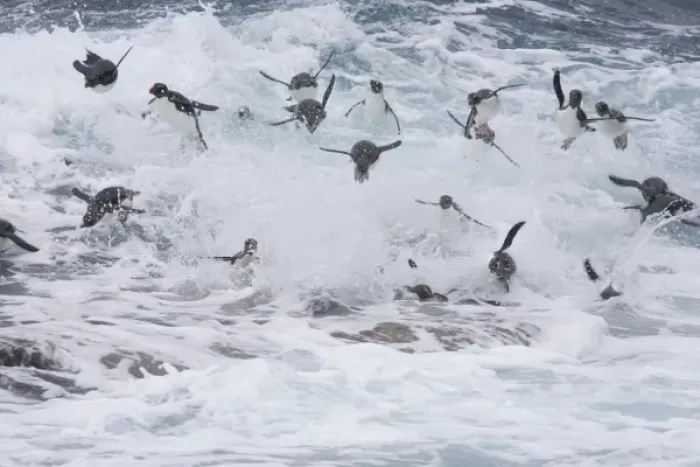 Framed Print : A flock of Rockhopper penguins launch out of the surf together as they arrive