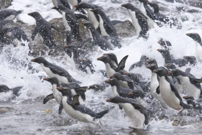 Framed Print : A flock of Rockhopper penguins launch out of the surf together into a kelp bed as