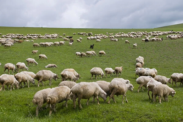 flock of sheeps in the lonely steppe landscape near David Gareja, Georgia