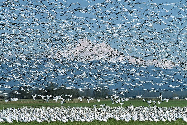A flock of Snow Geese erupts into flight on the Skagit River Delta with glacier covered