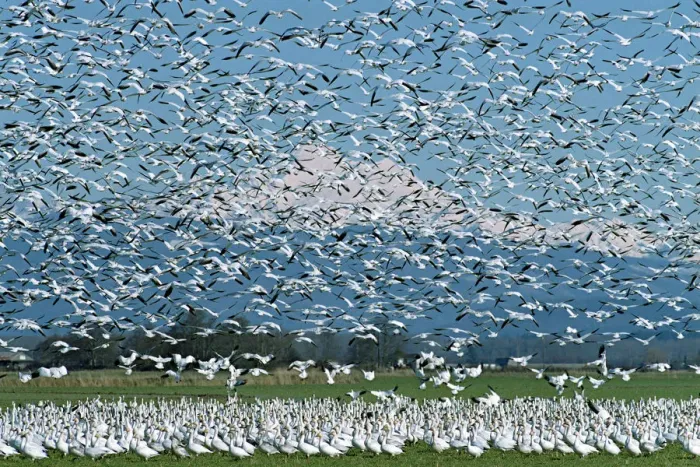 Framed Print : A flock of Snow Geese erupts into flight on the Skagit River Delta with glacier covered Framed Print : A flock of Snow Geese erupts into flight on the Skagit River Delta with glacier covered