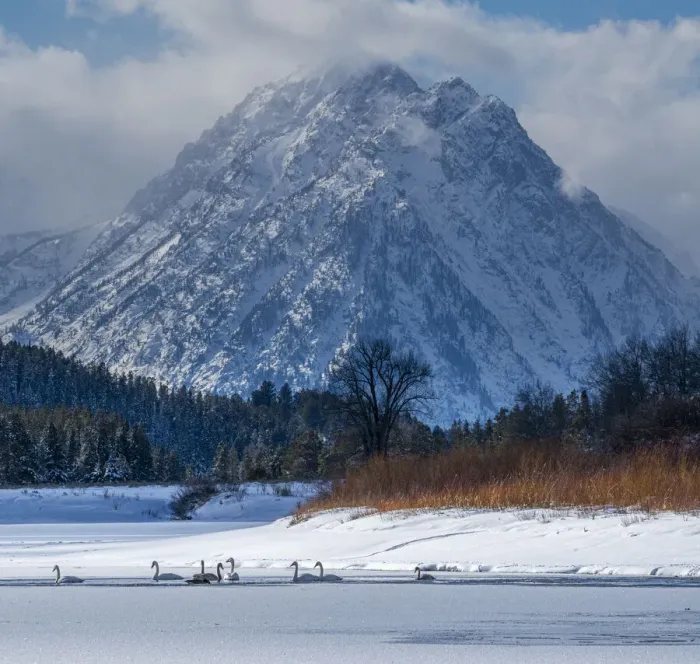 Framed Print : Flock of Trumpeter swans swim at Oxbow Bend in front of Mount Moran Framed Print : Flock of Trumpeter swans swim at Oxbow Bend in front of Mount Moran