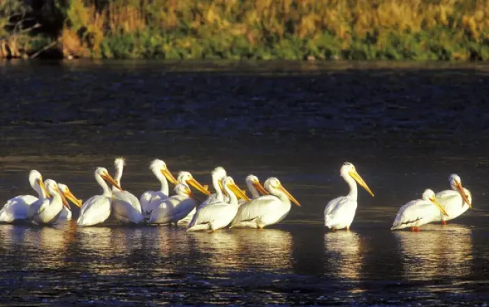 Framed Print : Flock of white pelicans bask in the morning sun on the Madison River in Montana Framed Print : Flock of white pelicans bask in the morning sun on the Madison River in Montana
