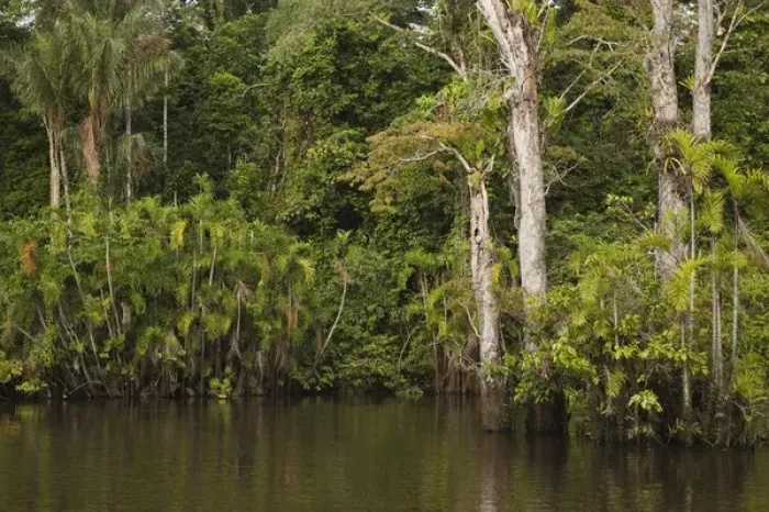 Framed Print : Flooded Igapo forest. Cocaya River. Eastern Amazon Rain Forest. Border of PERU &ECUADOR Framed Print : Flooded Igapo forest. Cocaya River. Eastern Amazon Rain Forest. Border of PERU &ECUADOR