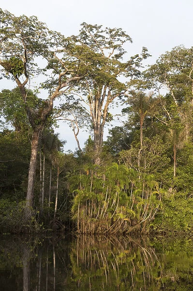 Flooded Igapo forest. Cocaya River. Eastern Amazon Rain Forest. Border of PERU &ECUADOR