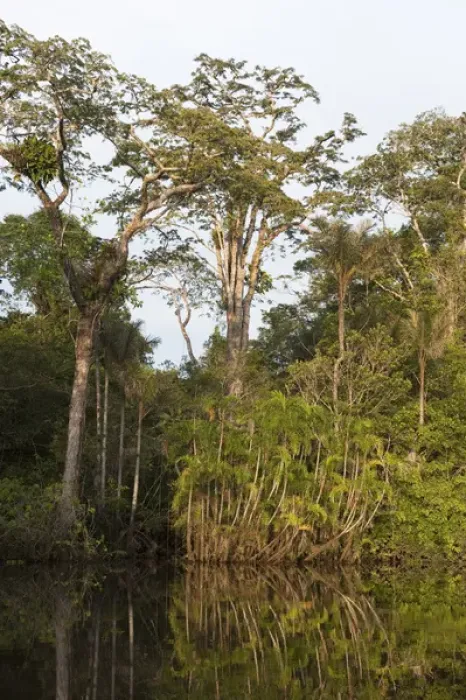 Framed Print : Flooded Igapo forest. Cocaya River. Eastern Amazon Rain Forest. Border of PERU &ECUADOR Framed Print : Flooded Igapo forest. Cocaya River. Eastern Amazon Rain Forest. Border of PERU &ECUADOR