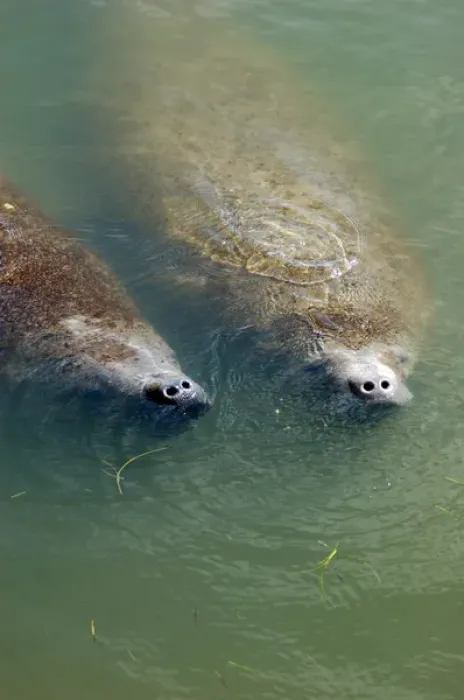 Framed Print : Florida, 2 manatees in Intercoastal Waterway at Merritt Island National Wildlife Refuge