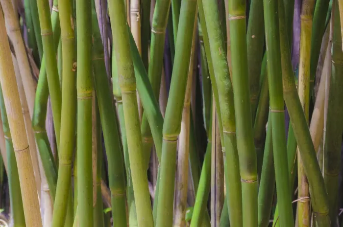 Framed Print : Florida, Bamboo Grove Trunks Framed Print : Florida, Bamboo Grove Trunks
