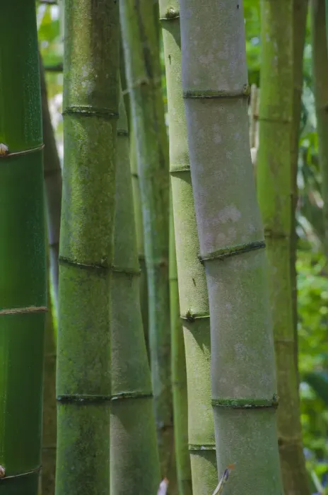 Framed Print : Florida, Bamboo Grove Trunks Framed Print : Florida, Bamboo Grove Trunks