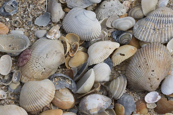 Florida beach shells