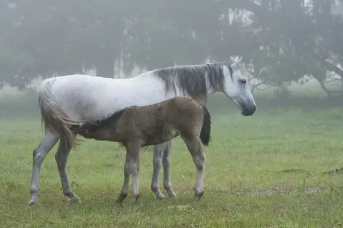 Framed Print : Florida Cracker colt nursing off mare on a foggy morning Equus caballus