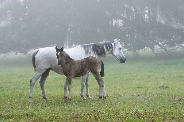 Florida Cracker mare and colt on a foggy morning Equus caballus Bushnell, FL