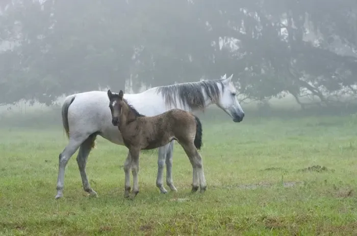 Framed Print : Florida Cracker mare and colt on a foggy morning Equus caballus Bushnell, FL
