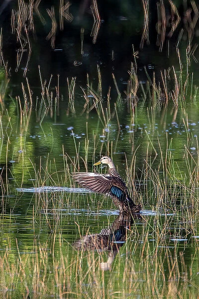 A Florida duck displays in a south Florida marsh