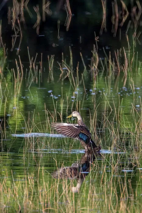 Framed Print : A Florida duck displays in a south Florida marsh Framed Print : A Florida duck displays in a south Florida marsh