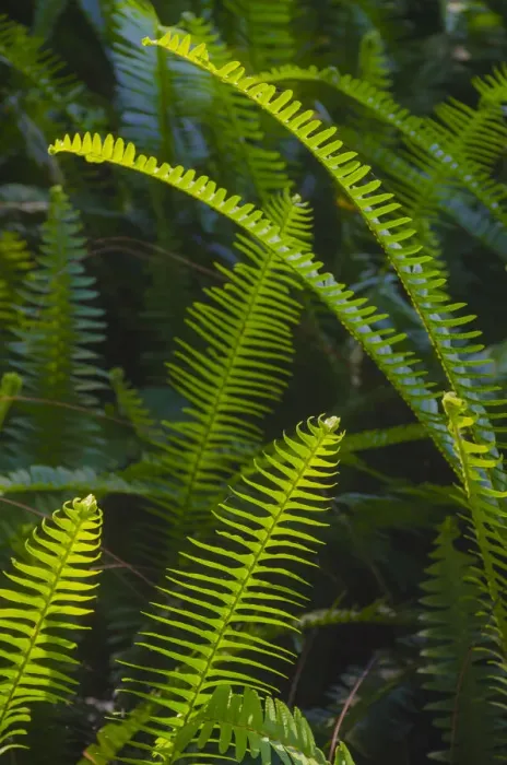 Framed Print : Florida, Ferns Framed Print : Florida, Ferns