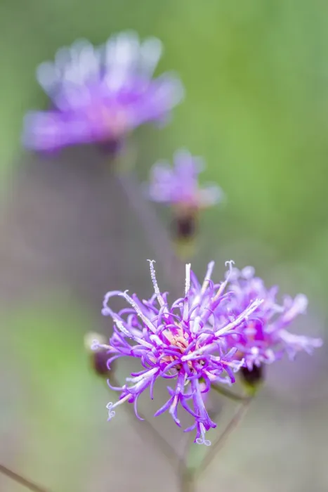 Framed Print : Florida ironweed