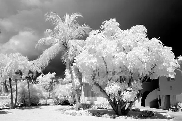 Florida Keys house and its palm trees, USA