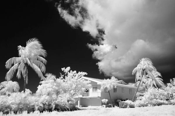 Florida Keys house and its palm trees, USA
