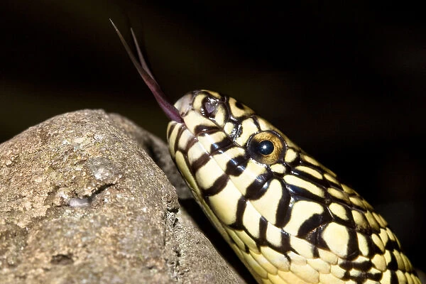 Florida Kingsnake (Lampropeltis getula floridana) is a non-venomous snake that preys