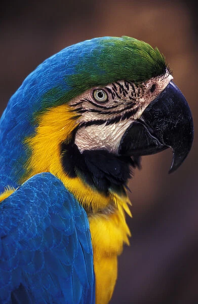 Florida. Macaw