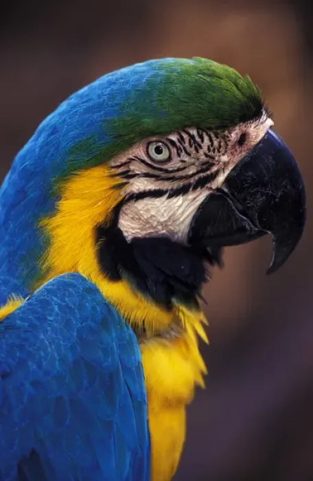 Framed Print : Florida. Macaw Framed Print : Florida. Macaw