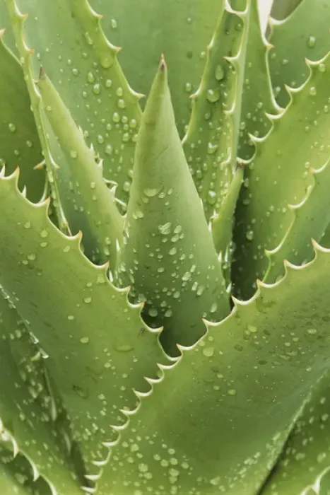 Framed Print : Florida, Naples Botanical Gard, Tree Aloe