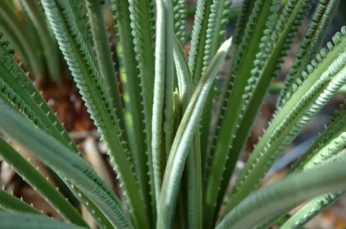 Framed Print : Florida, new fern growth Framed Print : Florida, new fern growth