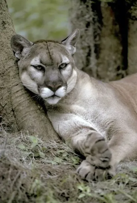 Framed Print : Florida panther Framed Print : Florida panther