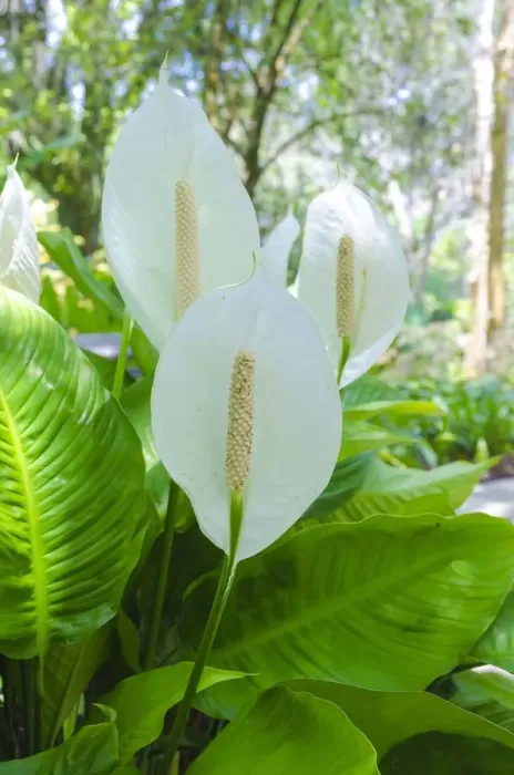 Framed Print : Florida, Peace Lily Framed Print : Florida, Peace Lily