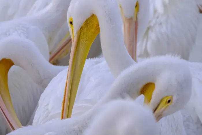 Framed Print : Florida, pelicans Framed Print : Florida, pelicans