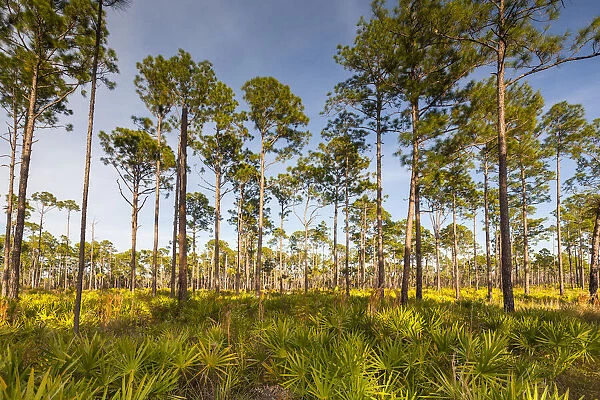 Florida. pine forest is maintained by periodic, low intensity fires