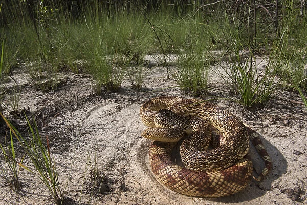 Florida Pine Snake (Pituophis melanouecus mugitus) CAPTIVE, The Orianne Indigo Snake Preserve